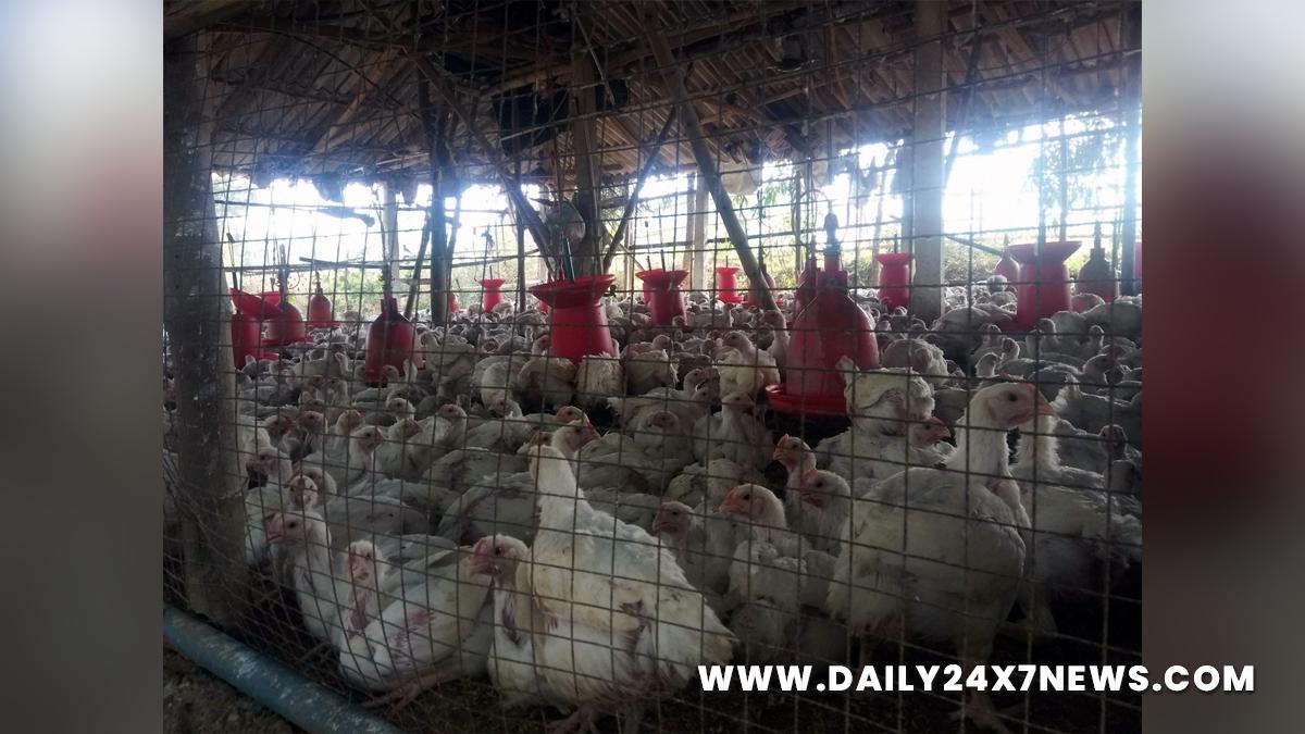 Health, Study, Washington, World News, Bird Flu