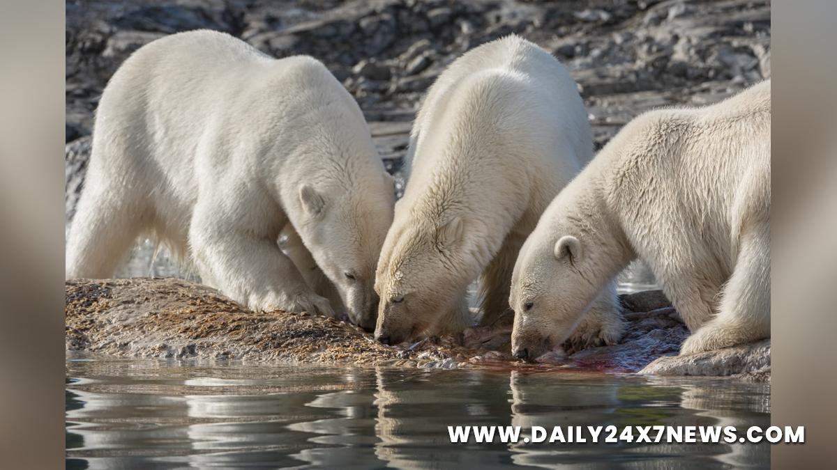 Hollywood, Review, Alastair Fothergill, Jeff Wilson, Catherine Keener, Polar Bear
