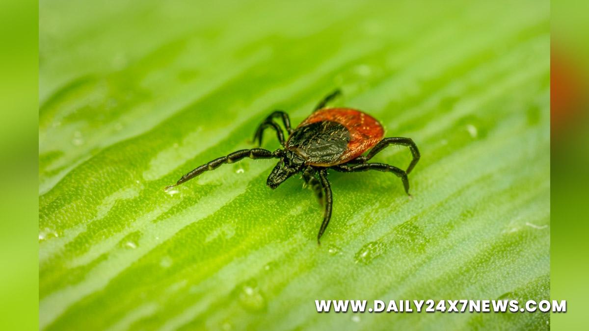Health, Study, Ulan Bator, Research, Researchers, World News, Human Tick Borne