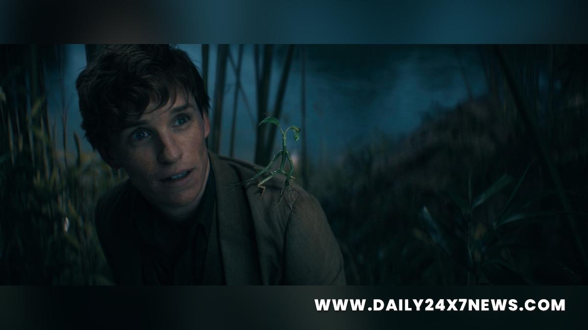 Hollywood, Los Angeles, Actress, Actor, Cinema, Movie, Eddie Redmayne