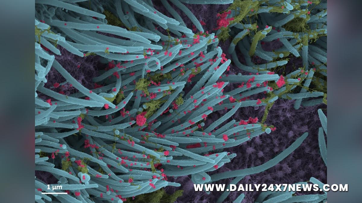 XE variant, Omicron Variant, Delta Plus Covid variant, Delta Covid-19 variant, Coronavirus, COVID 19, Novel Coronavirus, Fight Against Corona, Covaxin, Covishield, Covid-19 Vaccine, Oxygen, Oxygen Cylinders, SARS-CoV-2, Sputnik V, Oxygen Plants, Pfizer, Astra Zeneca, Oxygen Concentrator, Remdesivir, Covifor, Oximeter