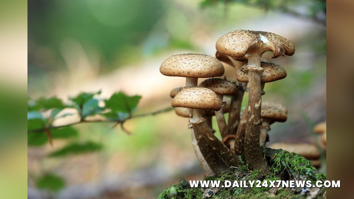 Health, Study, London, Research, Researchers, World News, Magic Mushroom