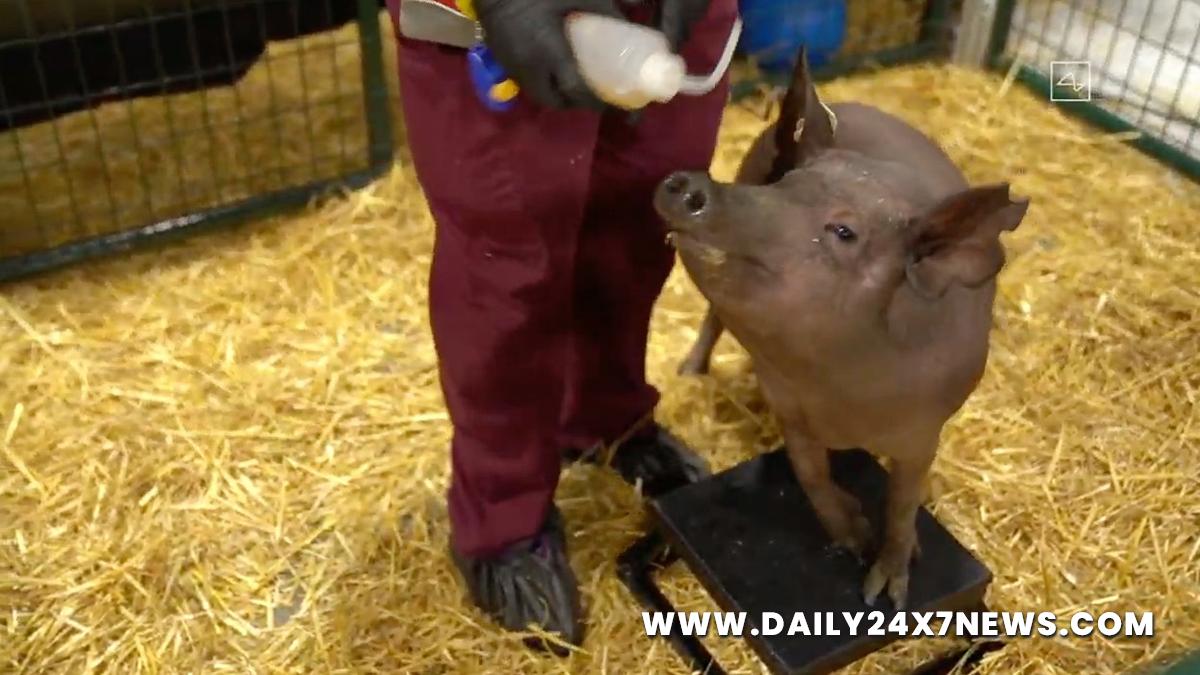 Health, Study, London, Research, Researchers, World News, Pigs, Antibiotic Resistant Superbug