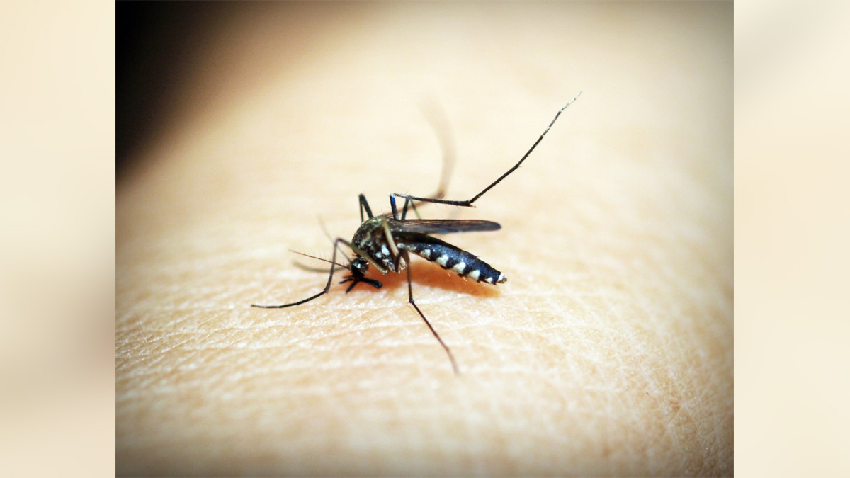 Health, Study, Washington, Research, Researchers, World News, Deadly Mosquito Borne, Eastern Equine Encephalitis Virus, EEEV, Western Equine Encephalitis Virus, WEEV, Venezuelan Equine Encephalitis Virus, VEEV, Vaccine Research Center, VRC