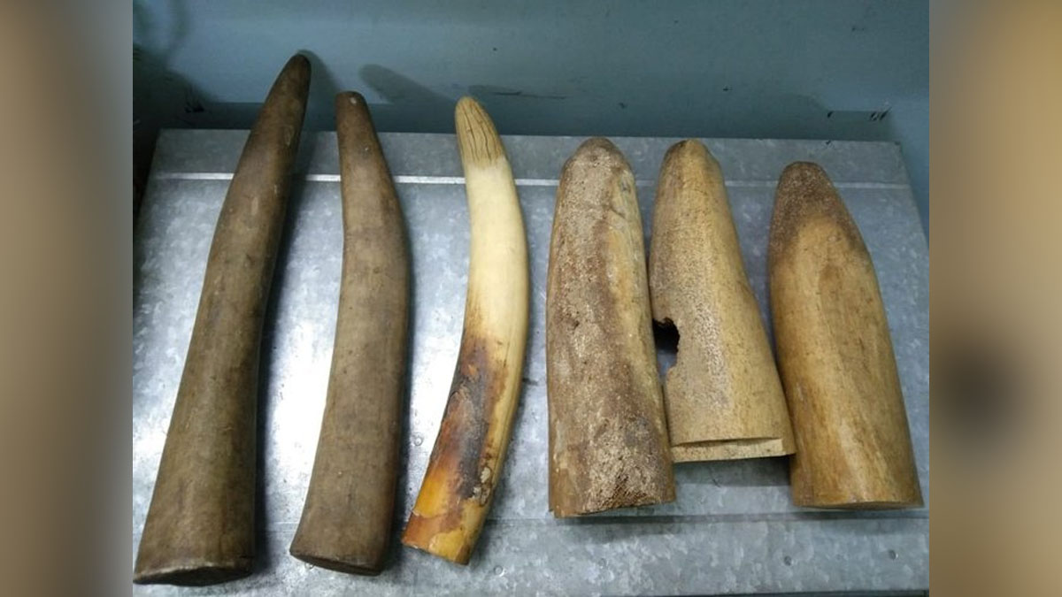 Crime News India, Crime News, Odisha, Bhubaneshwar, Elephant Tusks