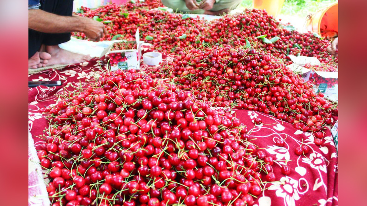 Horticulture, Cherry, Srinagar, Kashmir, Jammu And Kashmir, Jammu & Kashmir