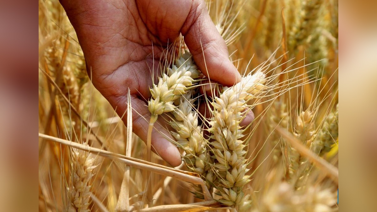Shehbaz Sharif , Islamabad , Pakistan , Prime Minister of Pakistan, Import Wheat, Russia