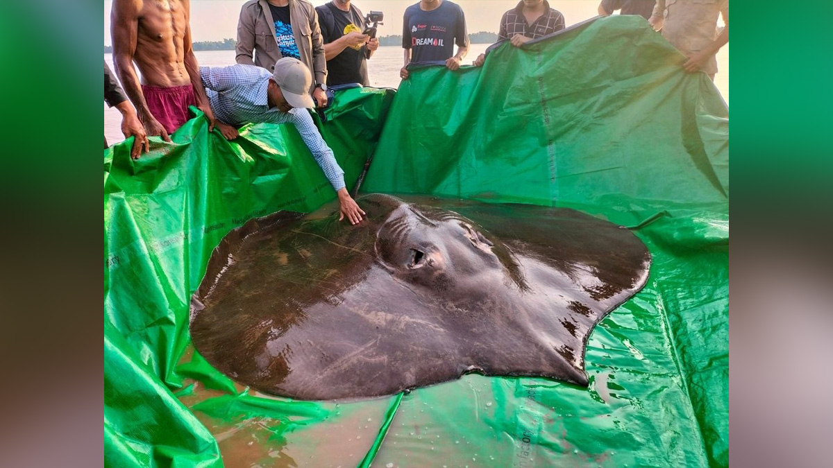 Khas Khabar, Cambodia, Worlds Largest Freshwater Fish, Mekong River, Inland Fisheries Research and Development Institute Of Cambodia, IFReDI, US Agency For International Development, USAID