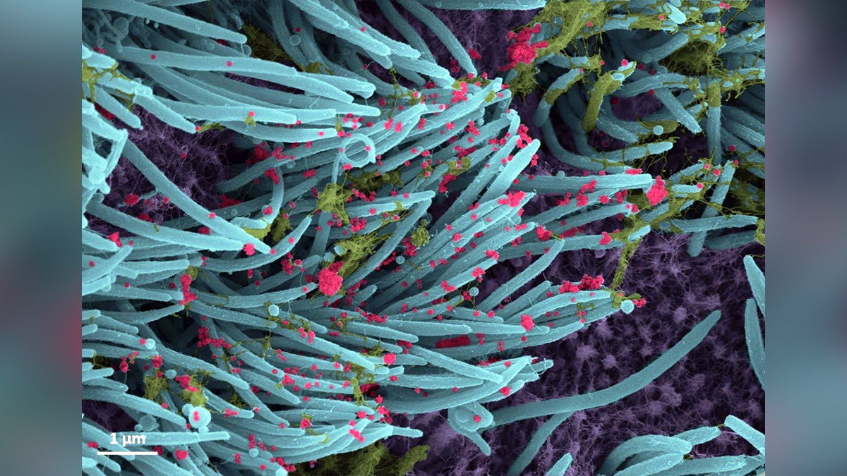 Omicron Variant, Coronavirus, COVID-19, Novel Coronavirus, Delta Plus Covid variant, Delta Covid-19 variant, Fight Against Corona, Covid-19 Vaccine, Oxygen, Oxygen Cylinders, SARS-CoV-2, Oxygen Plants, Oxygen Concentrator, Jammu, Kashmir, Jammu And Kashmir, Jammu & Kashmir, Oxygen supply, Oximeter