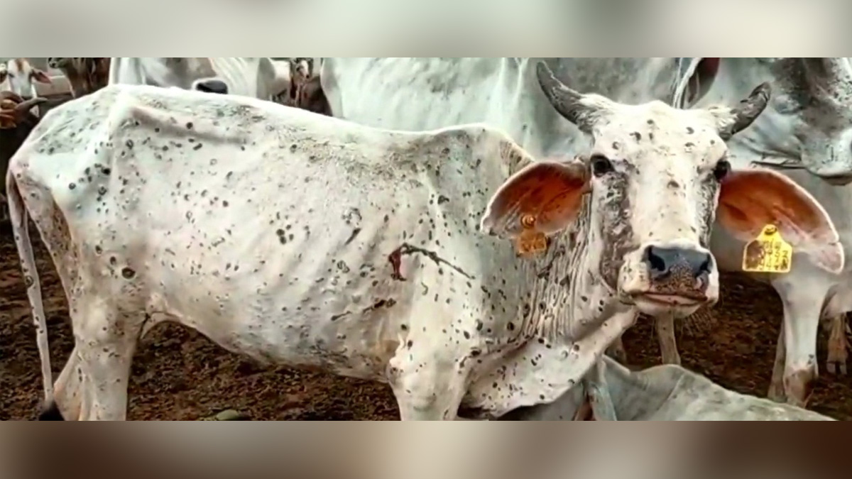 Khas Khabar, Gujarat, Lumpy Skin Disease, LSD, Lumpy Virus, Gandhinagar