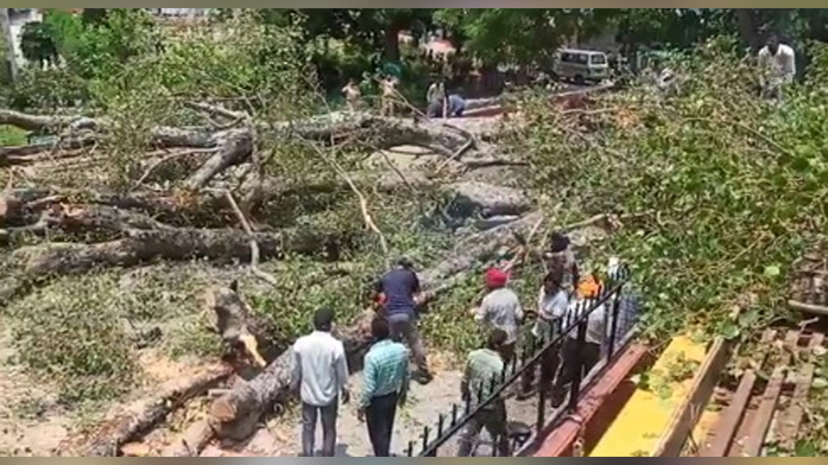 Hadsa India, Hadsa, Chandigarh, Tree Falls, Carmel Convent School, Sector 9