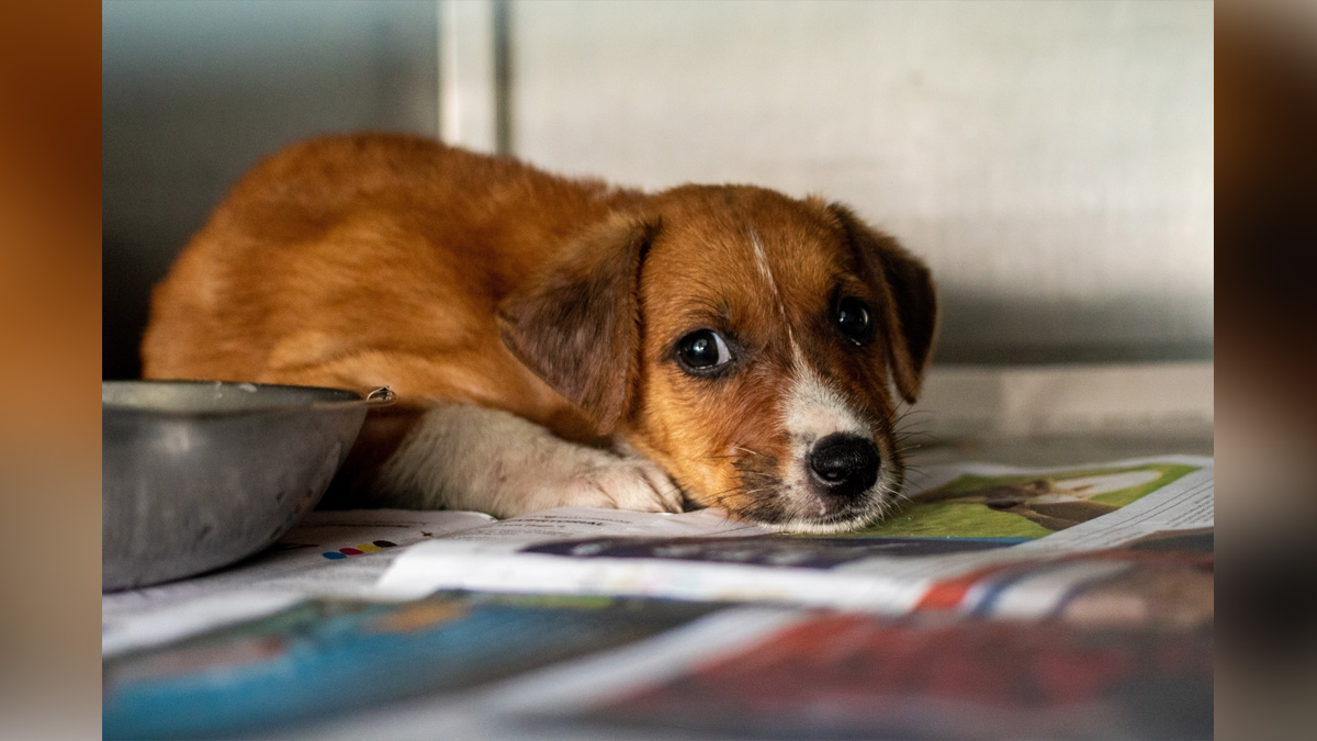 Crime News India, Crime News, New Delhi, New Delhi Crime News, Viral Video, Dog Beaten, New Delhi Dog Video