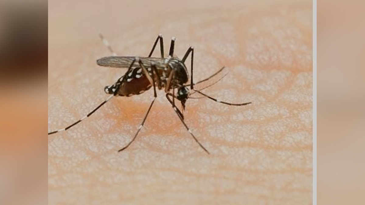 Health, Dengue, Dengue Cases, Dengue Fever, Myanmar