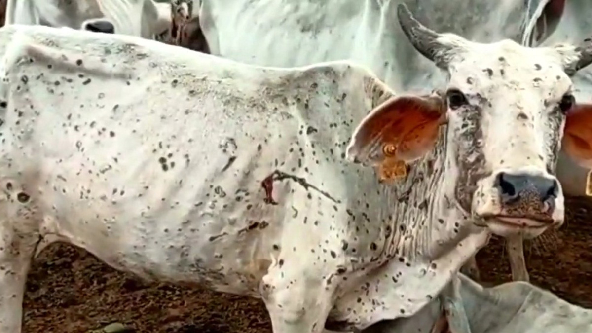 Khas Khabar, Punjab Goatpox, Goatpox Vaccine, Chandigarh, Lumpy Skin Disease