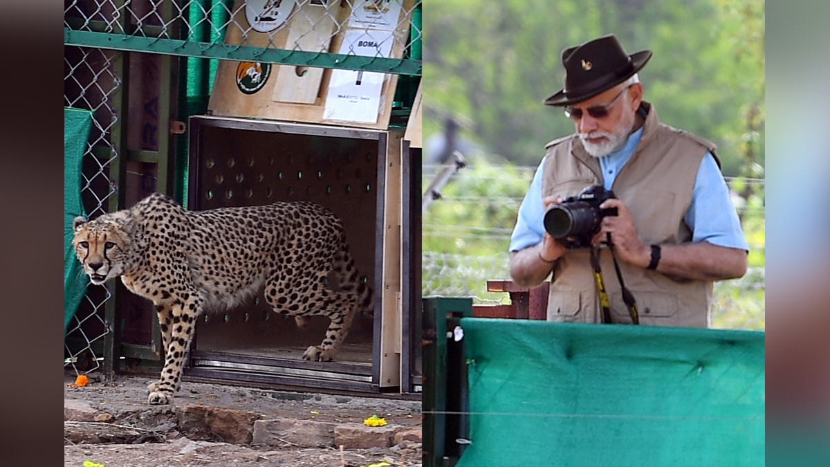 Narendra Modi, Modi, BJP, Bharatiya Janata Party, Prime Minister of India, Prime Minister, Narendra Damodardas Modi, Kuno National Park, KNP