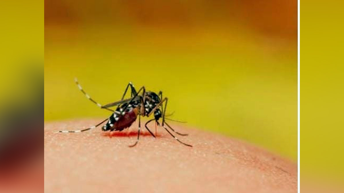 Health, Uttar Pradesh, Lucknow, Dengue, Dengue Cases, New Dengue Cases