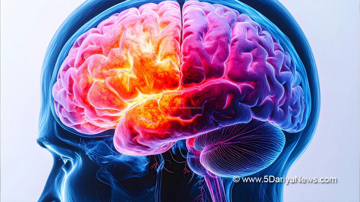 Health, Research, Brain Ageing In Women, Menopause, Menopause And Brain Health